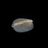 White Opal Bracelet Royalty Meander Silver Jewelry Display Shot - Prop Shot - Lefkara Silver