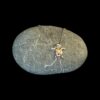 White Opal Pendant Starlight Turtle Silver Jewelry Display Shot - Prop Shot - Lefkara Silver
